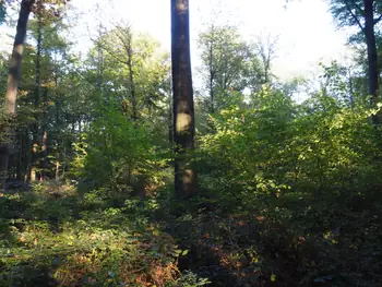 Vagevuurbos en Lippensgoed-Bulskampveld (België)